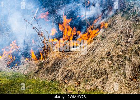 Herbe brûlante au début du printemps Banque D'Images