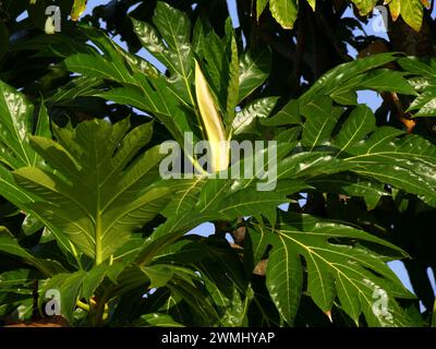 inflorescence mâle d'arbre à pain et feuilles vertes luxuriantes, arbre d'artocarpus altilis Banque D'Images