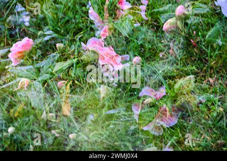 Fond de fleur de rose abstrait. Exposition multiple dans l'appareil photo Banque D'Images