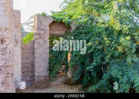 Ruiné de vieux murs de construction en briques et des arches envahies d'acacia luxuriants dans la ville hantée d'Al Jazirah Al Hamra à Ras Al Khaimah, Émirats arabes Unis Banque D'Images