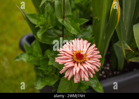 Photo macro d'une fleur d'aster rose blush et fleurie dans le jardin. Banque D'Images