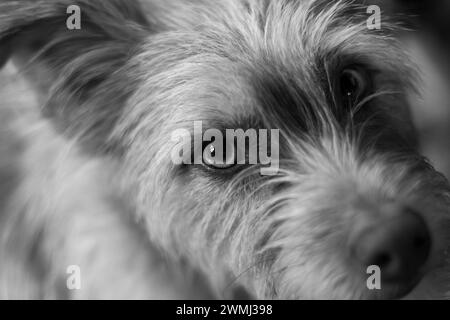 Image en noir et blanc d'un chien terrier regardant attentivement la caméra Banque D'Images