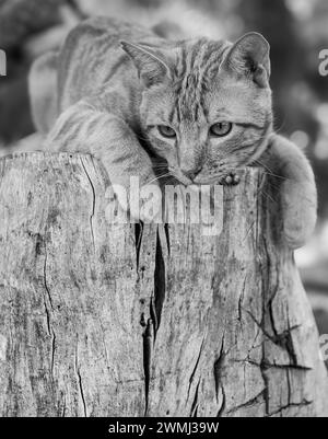 Image en noir et blanc d'un chat tabby sur une bûche de bois Banque D'Images