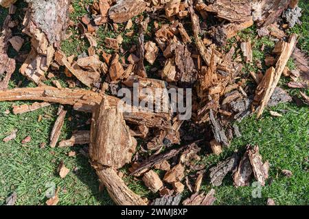 Branche d'arbre couchée en morceaux sur la pelouse après être tombée de l'arbre. Brindille sèche et creuse à l'intérieur. Banque D'Images