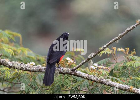 L'endémique colombien du grackle à ventre rouge (Hypopyrrhus pyrohypogaster) perché dans un arbre à jardin, Colombie Banque D'Images