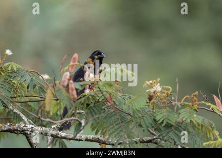 L'endémique colombien du grackle à ventre rouge (Hypopyrrhus pyrohypogaster) perché dans un arbre à jardin, Colombie Banque D'Images