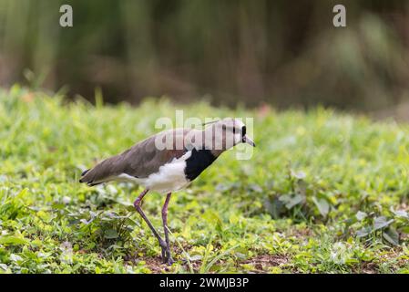 Balançoire australe (Vanellus chilensis) à Medellin, Colombie Banque D'Images