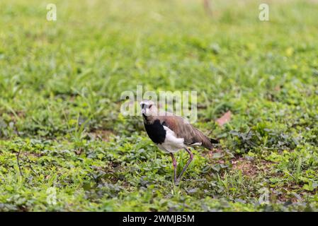 Balançoire australe (Vanellus chilensis) à Medellin, Colombie Banque D'Images