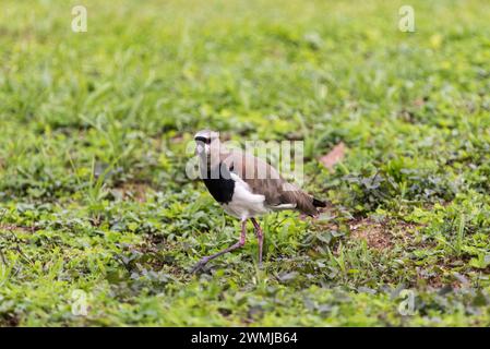 Balançoire australe (Vanellus chilensis) à Medellin, Colombie Banque D'Images