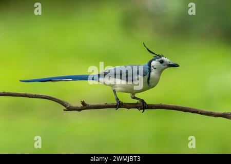 Magpie à gorge blanche jay sur la branche, fond vert au Costa Rica Banque D'Images