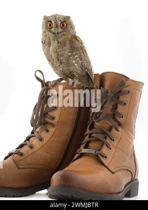 European Scops hibou sur les bottes des femmes sur fond blanc Banque D'Images