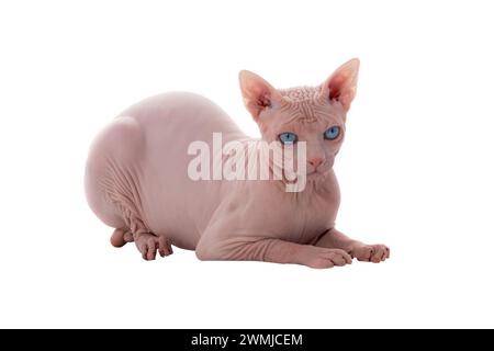 chat canadien sphynx isolé sur fond blanc, plan studio Banque D'Images