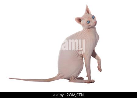 chat canadien sphynx isolé sur fond blanc, plan studio Banque D'Images