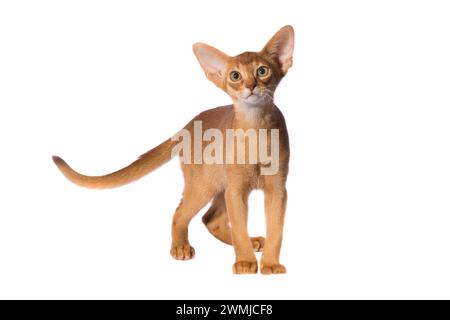 chat abyssinien isolé sur fond blanc Banque D'Images