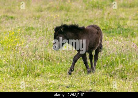 Poulain poney shetland brun sur prairie d'herbe verte. Cheval marchant et regardant droit. Banque D'Images