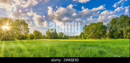 Beau paysage lumineux de champ d'herbe et de prairie printemps frais arbres de forêt verte concept d'environnement. Les rayons du soleil rêvent d'un panorama naturel printanier Banque D'Images
