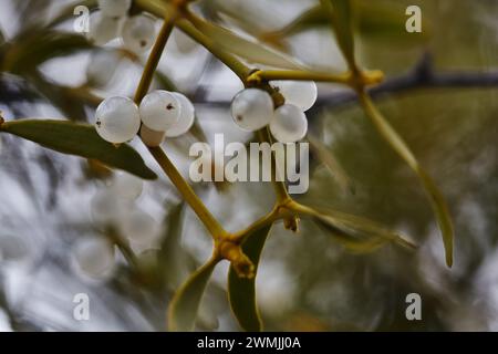 Le gui est une plante semi-parasitaire qui pousse sur les branches des arbres. Gros plan Mistletoe avec baies blanches. faible profondeur de champ Banque D'Images