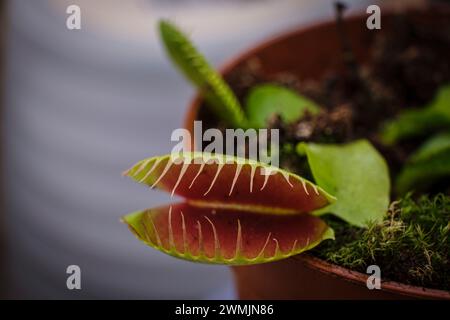 Plante carnivore, Dionaea muscipula , Majorque, Îles Baléares, Espagne Banque D'Images