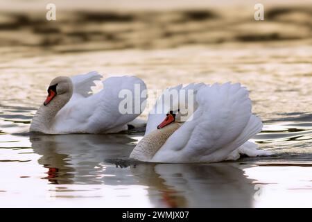 Couple de cygnes muet en saison d'accouplement, image prise dans les belles couleurs de l'aube (Cygnus olor) Banque D'Images