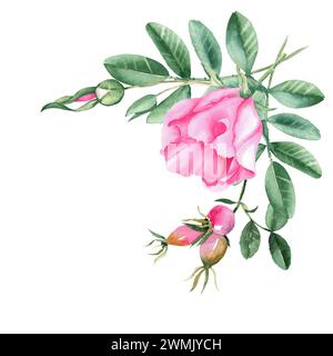 Bouquet de roses de chien aquarelle, composition de coin à partir de fleurs, de feuilles et de baies isolées sur fond blanc. Illustration botanique dessinée à la main. Banque D'Images