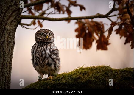 La petite chouette (Athene noctua), également connue sous le nom de chouette d'Athéna ou chouette de Minerve, est un oiseau qui habite une grande partie des régions tempérées de l'Europe. Banque D'Images