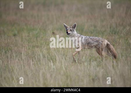 Le Chacal commun ou d'or (Canis aureus) Banque D'Images