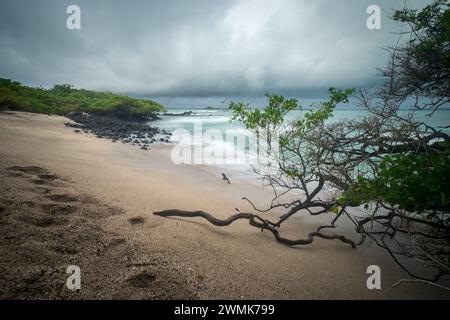 Journée orageuse sur une petite plage solitaire, entourée de rochers et de végétation sur l'île Isabela, Galapagos. Banque D'Images