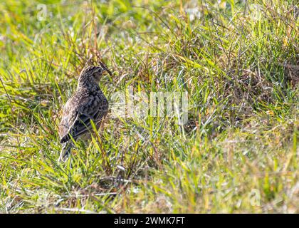 Skylark (Alauda arvensis) monte dans le ciel au-dessus de Bull Island, son chant jubilant résonne à travers les plaines côtières de Dublin, en Irlande. Banque D'Images