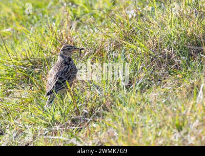 Skylark (Alauda arvensis) monte dans le ciel au-dessus de Bull Island, son chant jubilant résonne à travers les plaines côtières de Dublin, en Irlande. Banque D'Images