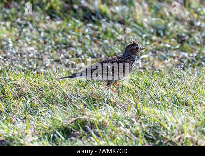 Skylark (Alauda arvensis) monte dans le ciel au-dessus de Bull Island, son chant jubilant résonne à travers les plaines côtières de Dublin, en Irlande. Banque D'Images