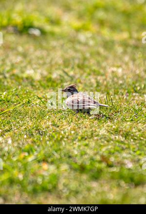 Skylark (Alauda arvensis) monte dans le ciel au-dessus de Bull Island, son chant jubilant résonne à travers les plaines côtières de Dublin, en Irlande. Banque D'Images