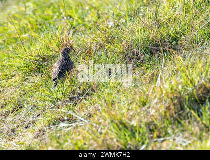 Skylark (Alauda arvensis) monte dans le ciel au-dessus de Bull Island, son chant jubilant résonne à travers les plaines côtières de Dublin, en Irlande. Banque D'Images