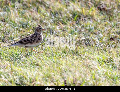 Skylark (Alauda arvensis) monte dans le ciel au-dessus de Bull Island, son chant jubilant résonne à travers les plaines côtières de Dublin, en Irlande. Banque D'Images