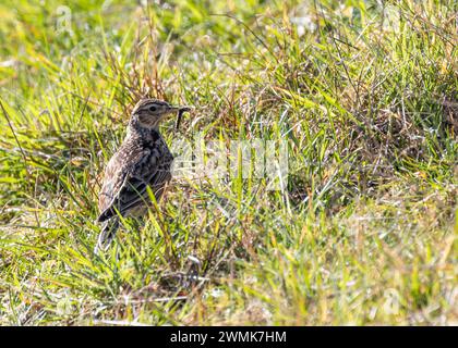 Skylark (Alauda arvensis) monte dans le ciel au-dessus de Bull Island, son chant jubilant résonne à travers les plaines côtières de Dublin, en Irlande. Banque D'Images