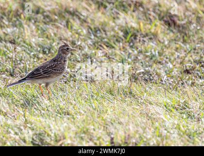 Skylark (Alauda arvensis) monte dans le ciel au-dessus de Bull Island, son chant jubilant résonne à travers les plaines côtières de Dublin, en Irlande. Banque D'Images