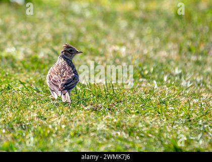 Skylark (Alauda arvensis) monte dans le ciel au-dessus de Bull Island, son chant jubilant résonne à travers les plaines côtières de Dublin, en Irlande. Banque D'Images