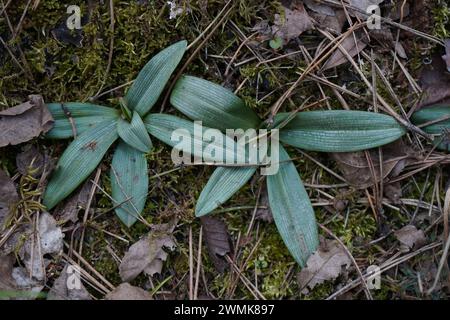 Orchidée, orchidée d'abeille(Ophrys apifera), F.(Orchidaceae) Banque D'Images