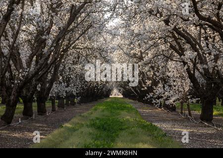 Tunnel en fleurs d'amandes. Modesto, comté de Stanislaus, Californie. Banque D'Images