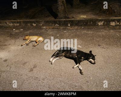 chien errant se reposant dans la rue la nuit. Banque D'Images