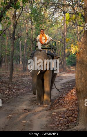 Éléphant domestique avec mahout se tient sur la piste Banque D'Images