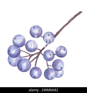 Baies bleues de Dogwood sur une branche. Verdure feuillage clipart de myrtille, papillon, fleur de pomme rose. Fond d'illustration d'aquarelle dessinée à la main. Bot Banque D'Images