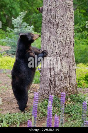 L'ourson noir américain (Ursus americanus) observe derrière un arbre tandis que sa mère regarde ; Weaverville, Caroline du Nord, États-Unis d'Amérique Banque D'Images