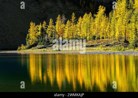 Mélèzes incandescents reflétant le long du rivage d'un lac alpin avec une falaise sombre en arrière-plan, parc national Banff ; Banff, Alberta, Canada Banque D'Images