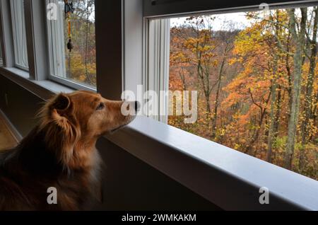 Chien regarde par une fenêtre ouverte au feuillage d'automne Banque D'Images