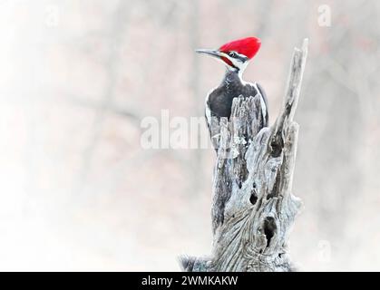 Un pics pilé mâle plutôt agacé (Dryocopus pileatus) s'accroche au sommet d'un poteau de criquet Banque D'Images