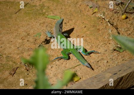 Lézard géant coloré ameiva (Ameiva ameiva) sur le sol à São gabriel da Straw - ES, Brazil.jacarepinima Banque D'Images