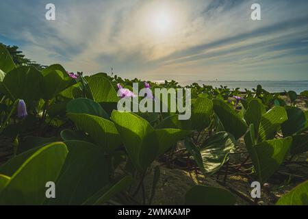 Ipomoea pes-caprae se trouve sur les rives sablonneuses de la plage de sable tropicale. Banque D'Images