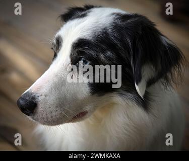 Portrait de chien berger australien Banque D'Images