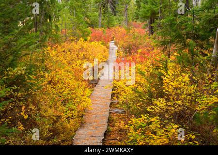 Monon Lake Trail en automne, Ollalie Lake Scenic Area, Mt Hood National Forest, Virginia Banque D'Images