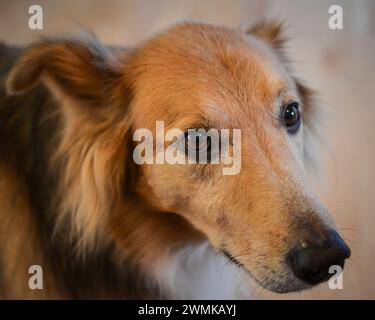 Portrait en gros plan d'un chien mixte Collie/Golden retriever Banque D'Images